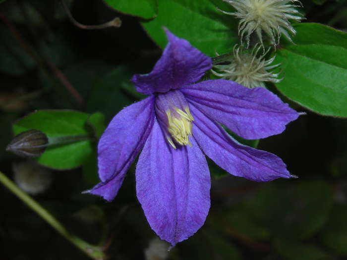 Clematis lila